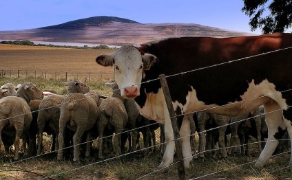 Domestic sheep and a cow