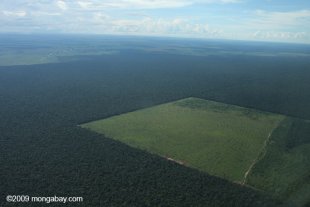 Agricultural deforestation