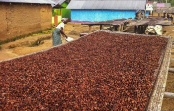 Cocoa beans [Related Image]