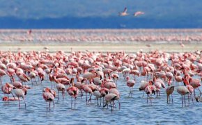 flamingo: pink flamingos at Lake Nakuru, Kenya [Credit: © Alan Ward/Shutterstock.com]