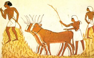 Agriculture in Africa history