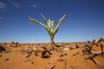 South Africa drought