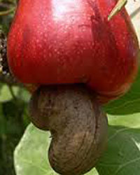The Kenya Nut Company
