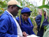 Africa Agriculture News