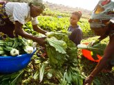 Comprehensive Africa Agriculture Development Programme