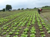 Sub Saharan Africa agriculture