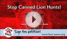 Brutal Lion hunts in World Cup host country South Africa