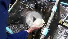 Chinese new year boosts abalone farming in South Africa